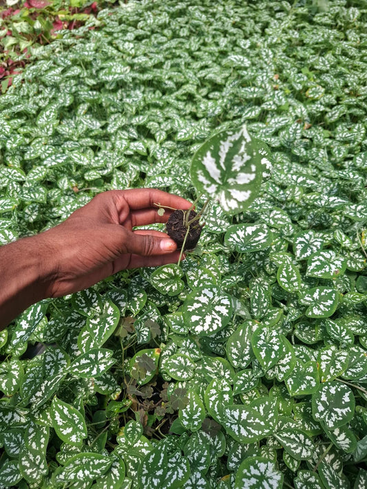 4 Thai Dwarf white Caladium saplings in net pot