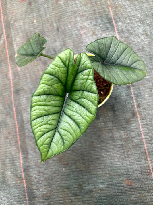 Alocasia Platinum in jiffy bag