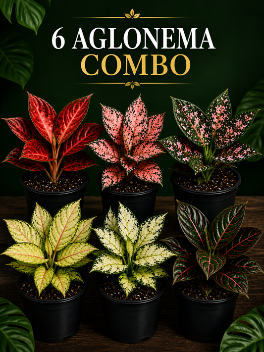 6 AGLONEMA ONAM COMBO 777/-