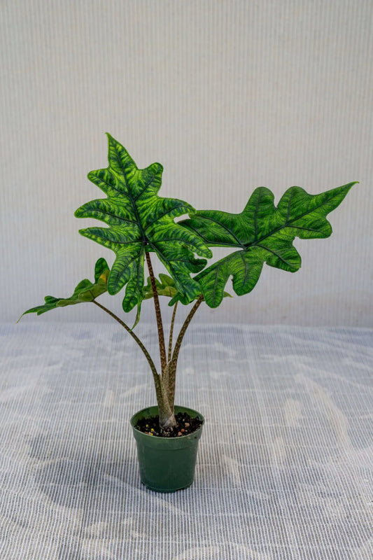 Alocasia Jacklyn (Plant with bulb in Jiffy bag)
