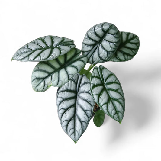 ALOCASIA SILVAR DRAGON 3" POT
