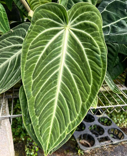 FOLIAGE ANTHURIUM VELLUNORAM IN JIFFY BAG