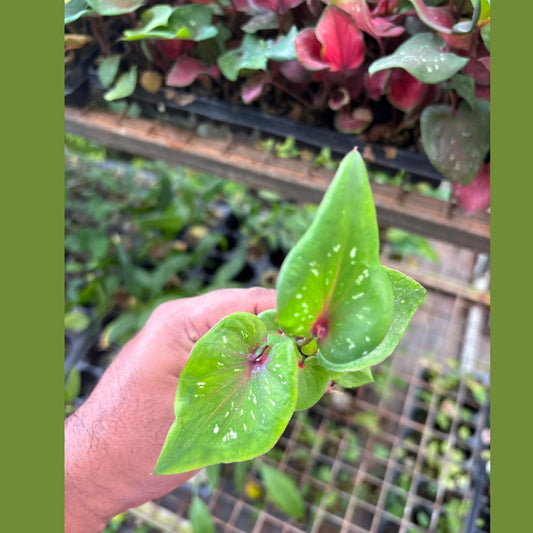 Thai Dwarf Caladium Aurora Sprouted Bulb in paper bag