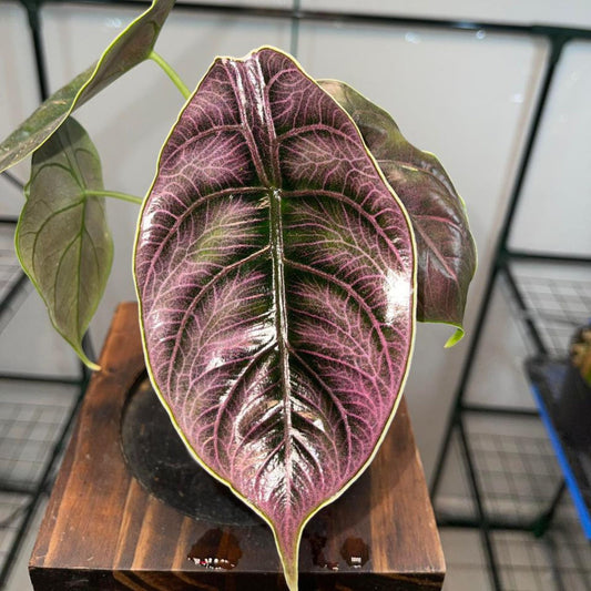 Alocasia Azlanii 8-12 cm Sapling in Paper Bag
