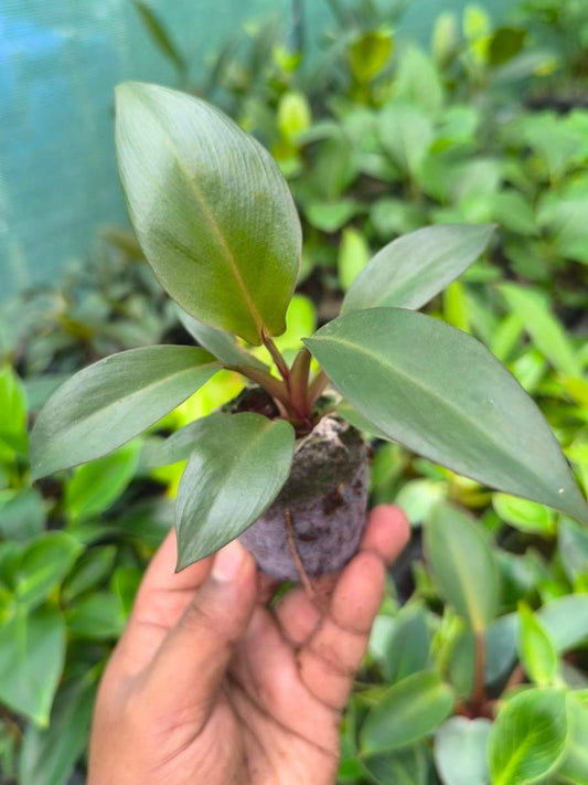 Philodendron Black Cardinal (Tissue Culture Plant in Jiffy Bag)