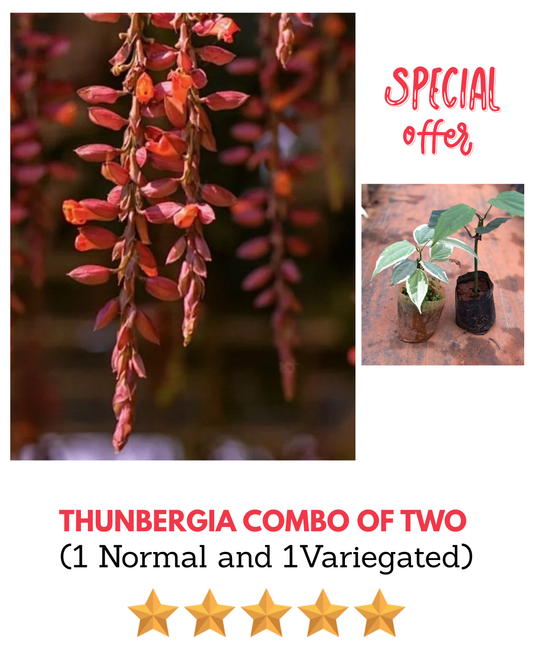 Thunbergia Normal and Variegated Combo of 2 in Polybag