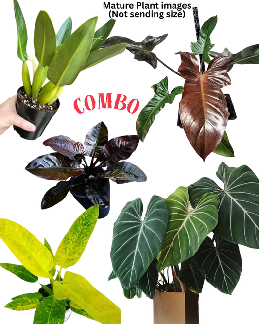 PREMIUM PHILODENDRON COMBO 5 INDOOR PLANTS 490/- IN JIFFY BAGS WITH FREE GIFT