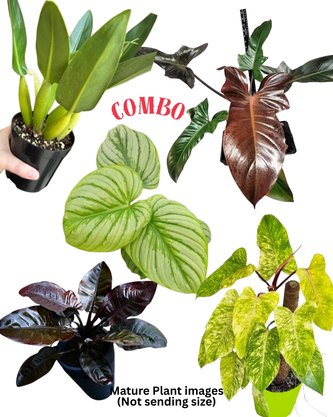 SUMMER PHILODENDRON SUPER COMBO 5 INDOOR PLANTS 550 – pazhassigarden