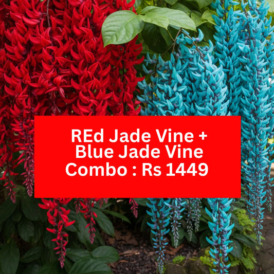 RED JADE & BLUE JADE ECONOMY COMBO -1449 (Seed propagated Red jade, layered Bluejade)