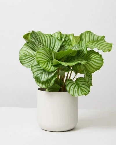 Calathea Orbifolia (Well Rooted Plant Without Pot)