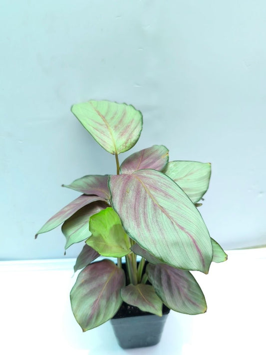 Calathea Silver Plate (Well Rooted Plant Without Pot)