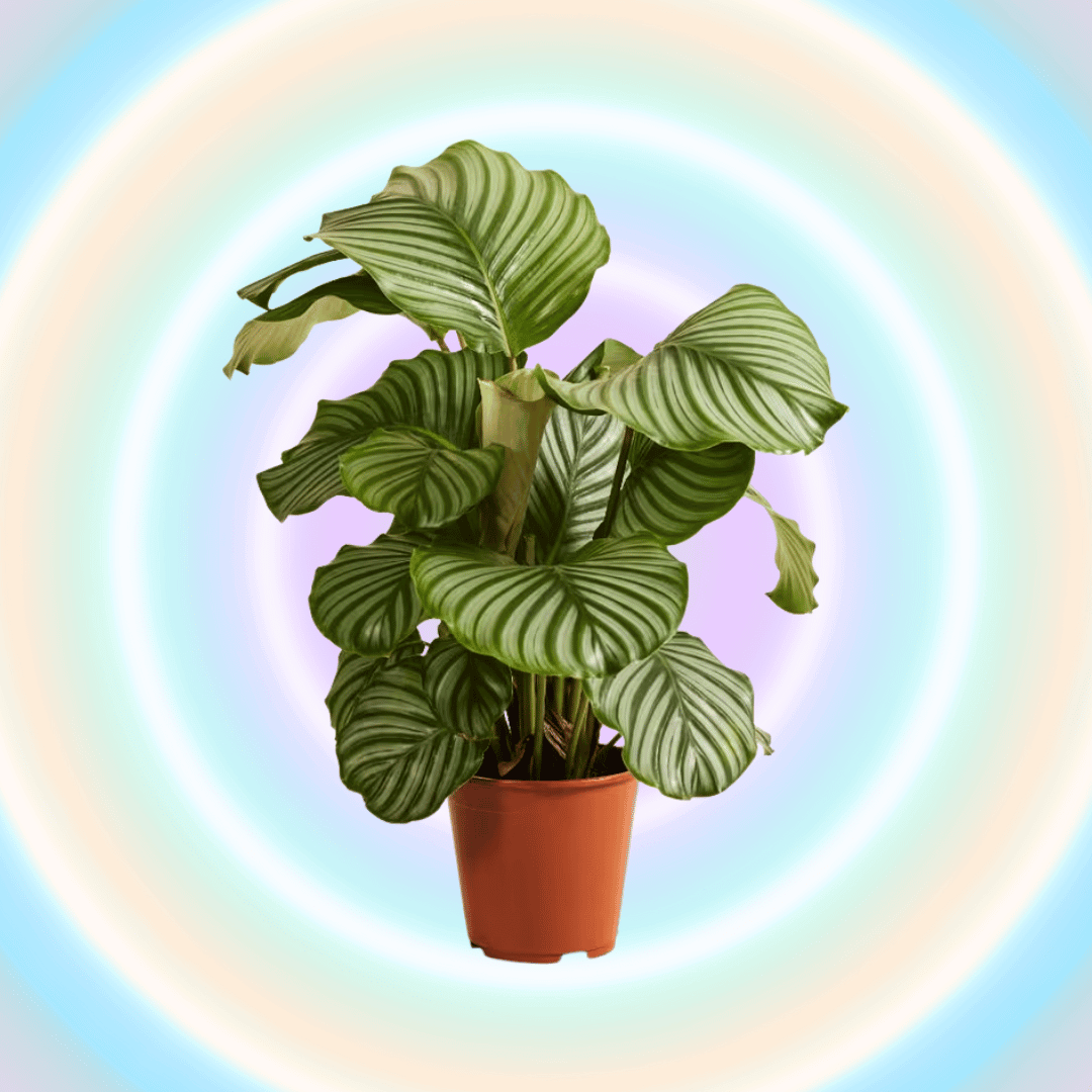 Calatheas