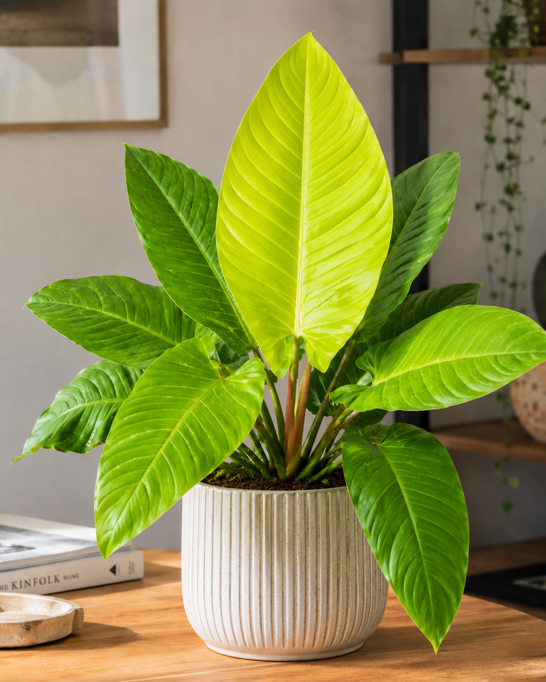 Golden Melinonii Philodendron (Tissue Culture Plant in Jiffy Bag) –  pazhassigarden