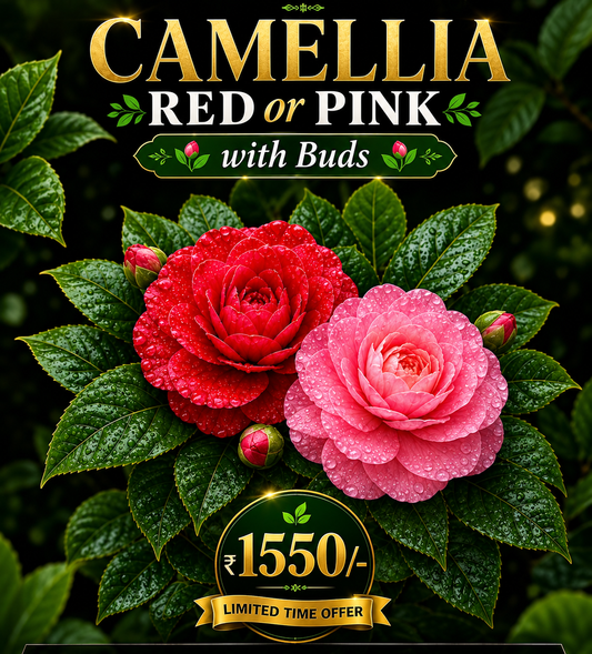 Imported CAMELLIA ( Red or Pink) with flower buds