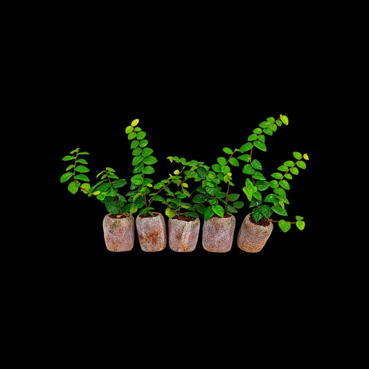 Pack of 5 Wall creeper FICUS PUMILA CREEPING FIG