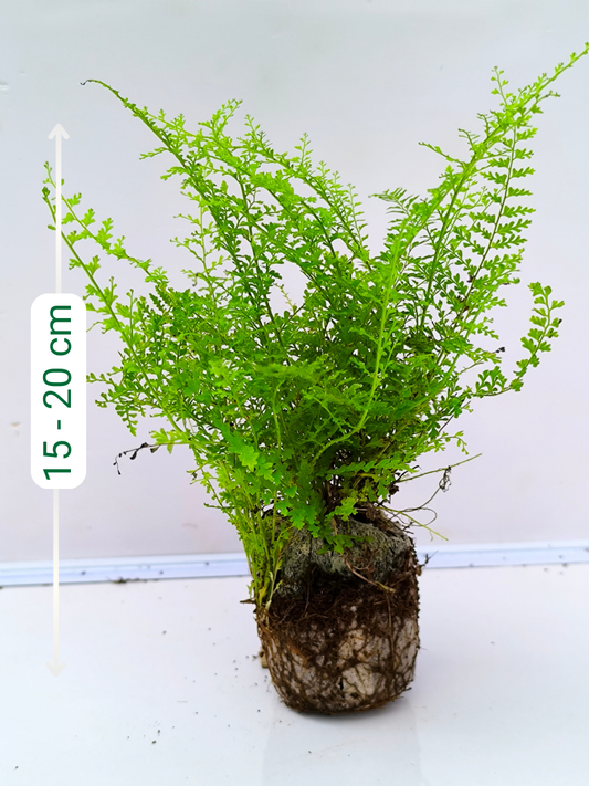 Cotton Candy Fern in jiffy bag