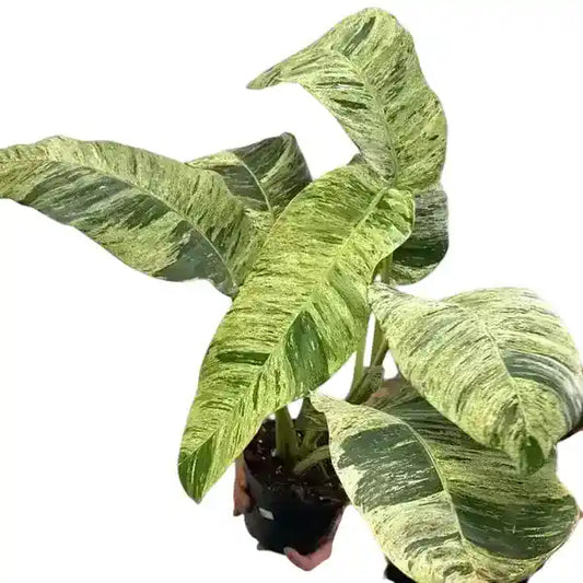 EPIPREMIUM GIGANTUM VERIGATED