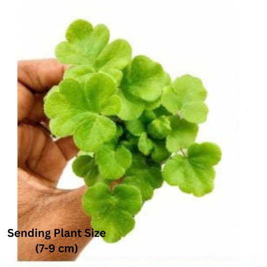 DRYOPTERIS GEMMIFERA FERN IN JIFFY BAG