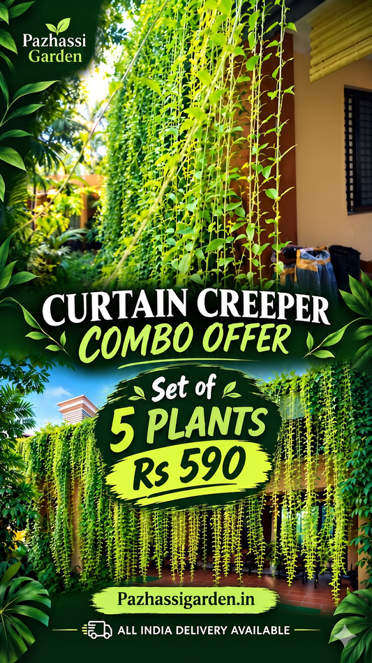 Curtain Creeper Plants Pack of 5