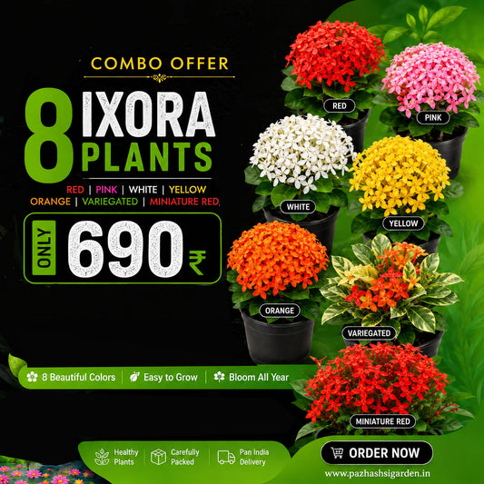 8 COLOUR IXORA combo offer 690/-