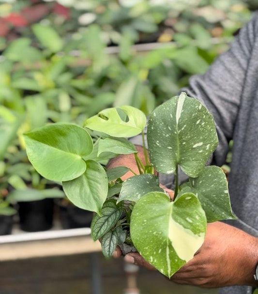 MONSTERA COMBO 665 /- FOUR TYPES MONSTERA PLANTS IN JIFFY BAGS