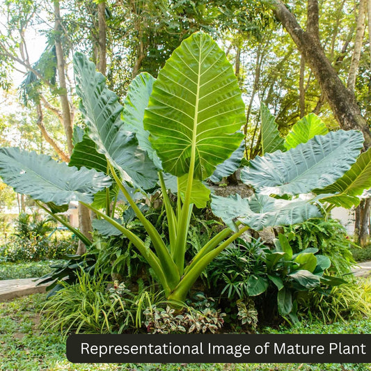 Alocasia Macrorrhiza sprouted bulb (sapling) plant in paper bag