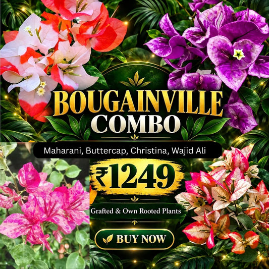 Bougainville Combo -Rooted Single stems of Maharani, Wajid Ali, Christina, Buttercup