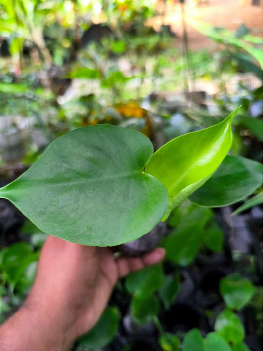 MONSTERA DELICIOSA in 3" pot