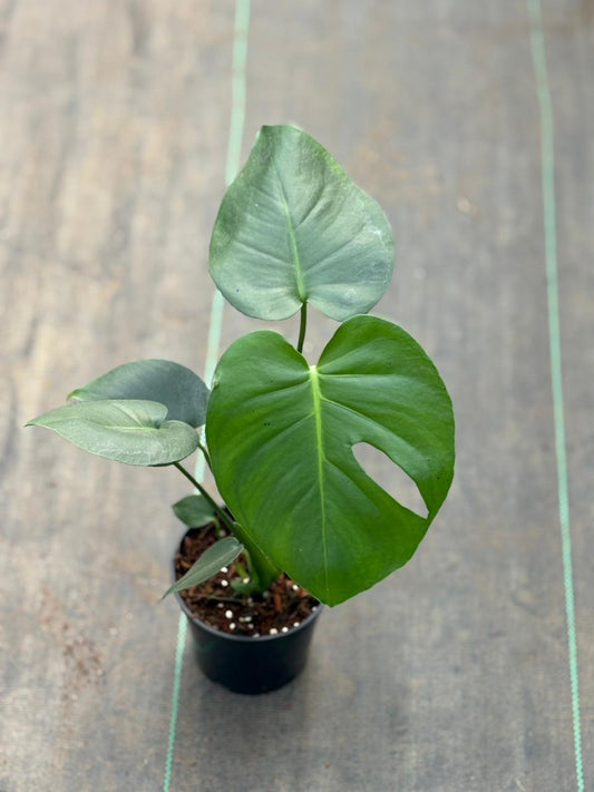 MONSTERA DELICIOSA in 4" pot