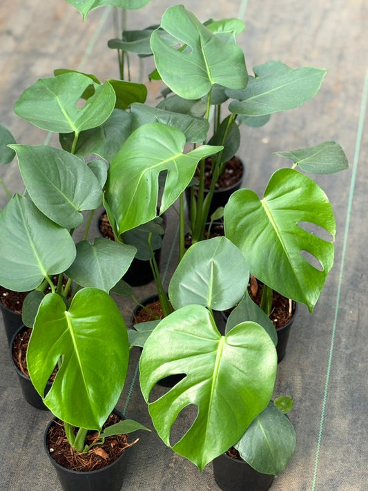 MONSTERA DELICIOSA in 4" pot