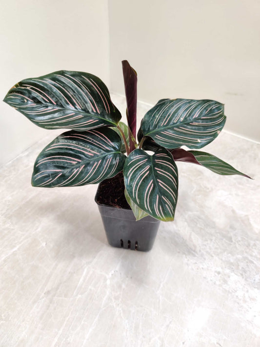 Calathea ornata 3" pot