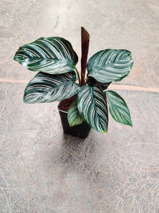 Calathea ornata 3" pot