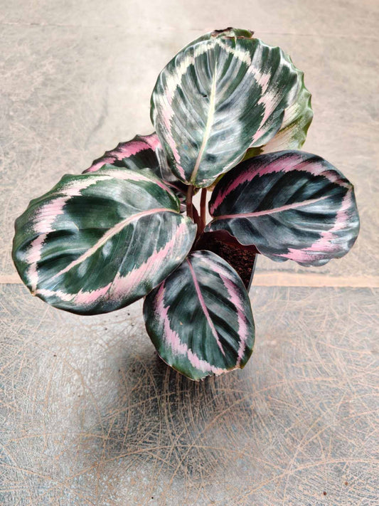Calathea RED WINE 3" pot