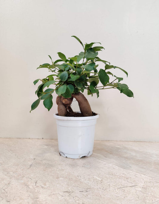 FICUS BONSAI GRAFTED IN 4" POT