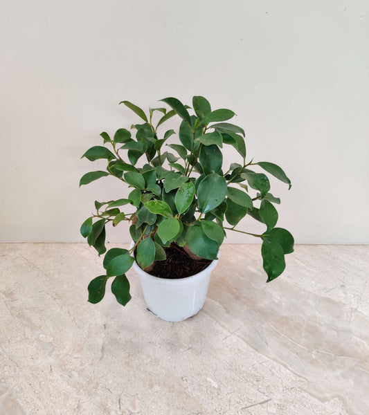 FICUS BONSAI GRAFTED IN 4" POT