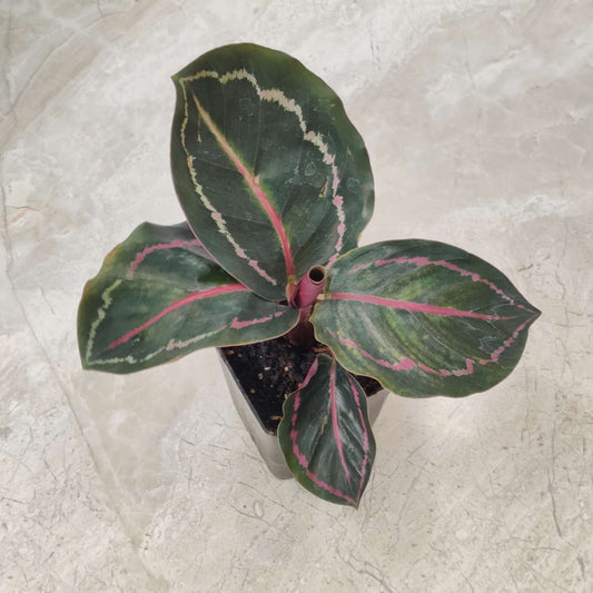 Calathea ILLUSTRIS 3" POT