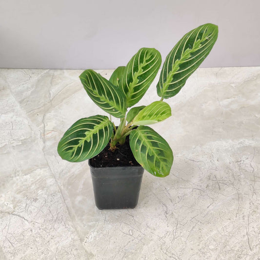Calathea LEMON LIME 3" POT