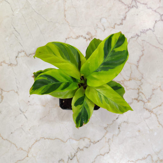 Calathea YELLOW FUSION 3 " POT