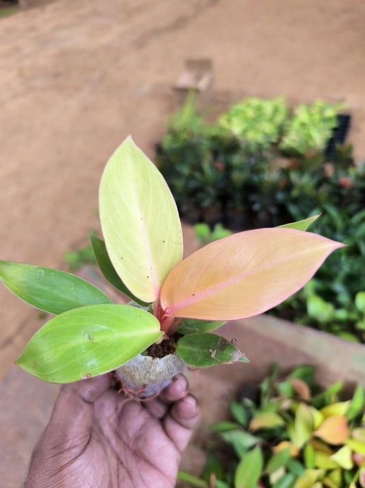 Philodendron Orange Splendor (Tissue Culture Plant in Jiffy Bag)