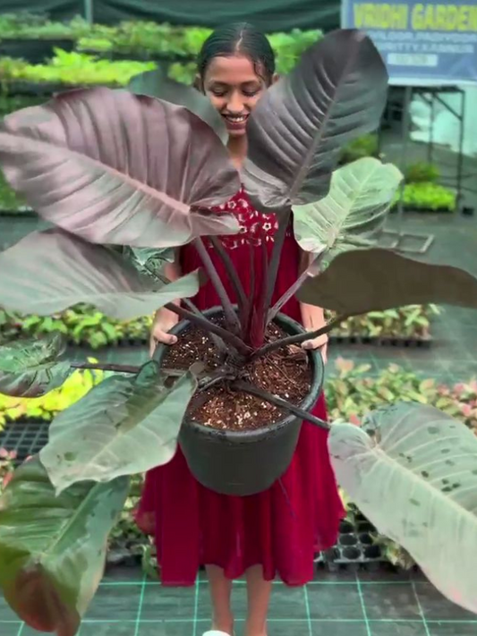 Philodendron Black Cardinal (Tissue Culture Plant in Jiffy Bag)