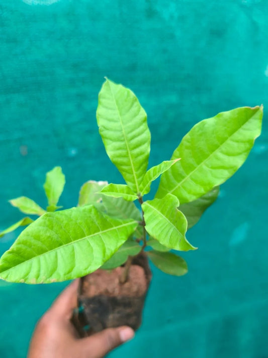 Petria blue (in nursery bag)