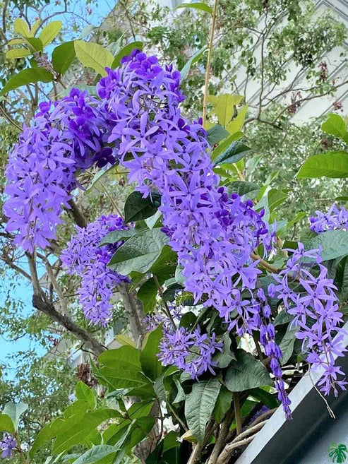 Petria blue (in nursery bag)