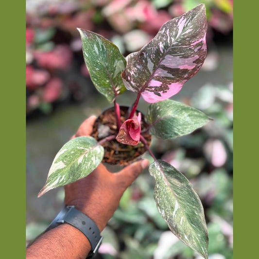 Pink Princess Marble Philodendron in 3 inch Pot