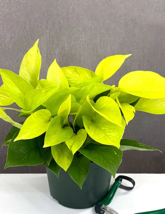 NEON POTHOS ( MONEY PLANT ) IN NET POT