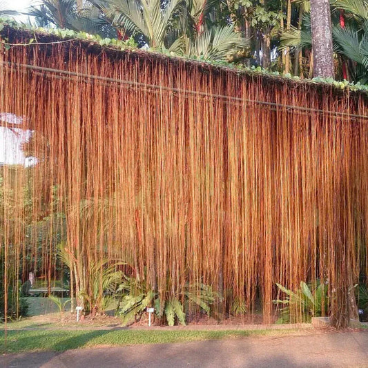 pack of two Princess Vine,(Cissus Nodosa/Cissus Verticillata) Climbing Plant in poly bag