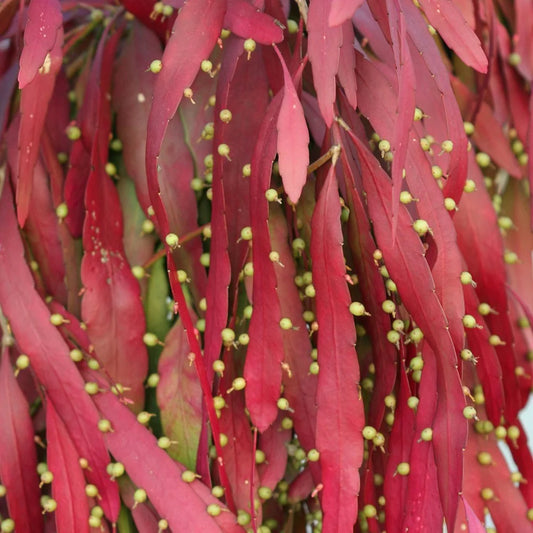 Pseudorhipsalis Ramulosa (Red Rhipsalis) Succulent Plant IN JIFFY BAG