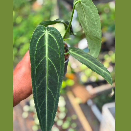 Anthurium Queen (Foliage Anthurium ) in Pot