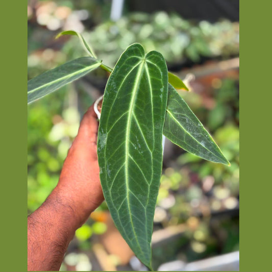 Anthurium Queen (Foliage Anthurium ) in Pot