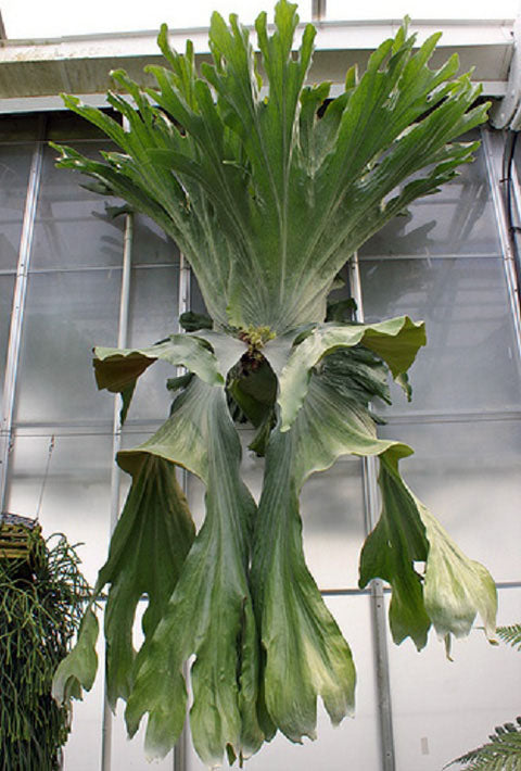 GIANT STAGHORN FERN PLATYCERIUM WANDAE QUEEN STAGHORN FERN SMALL PLANT IN 4" POT