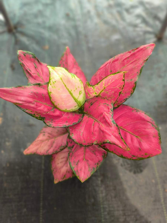 AGLONEMA RED BEAUTY 5-8 CM SEEDLING IN NET POT